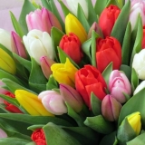 Uzgoj tulipana u stakleniku kao posao